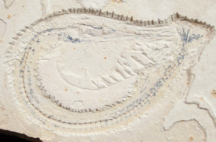 Rhynchodercetis “Needle Fish” Fossil #9846